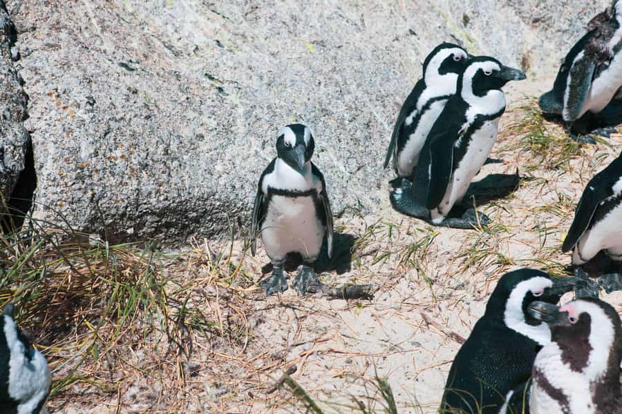Cape Town: Private Full-Day Cape Point Tour with Penguins - The day’s five best reasons to go