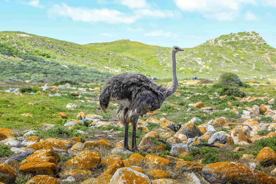 Cape Town: Private Full-Day Cape Point Tour with Penguins - A quick start in Bo-Kaap