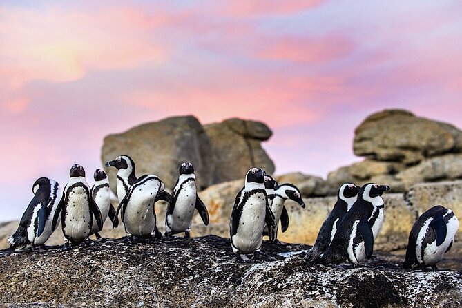 Cape Town Private Group Tour to Cape of Good Hope and Boulders Penguins Colony - Starting in Cape Town and the Bo-Kaap