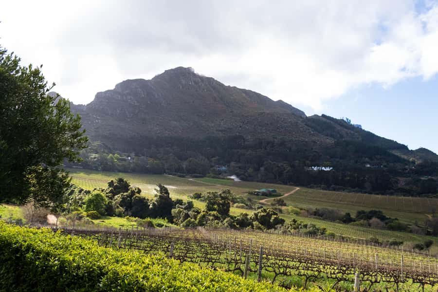 Cape Town: Private Half Day Winelands Tour - What Happens at the Wine Estates