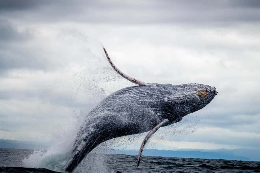 Cape Town: Private Tour with Customizable Itinerary - A private Cape Town day with room to change course