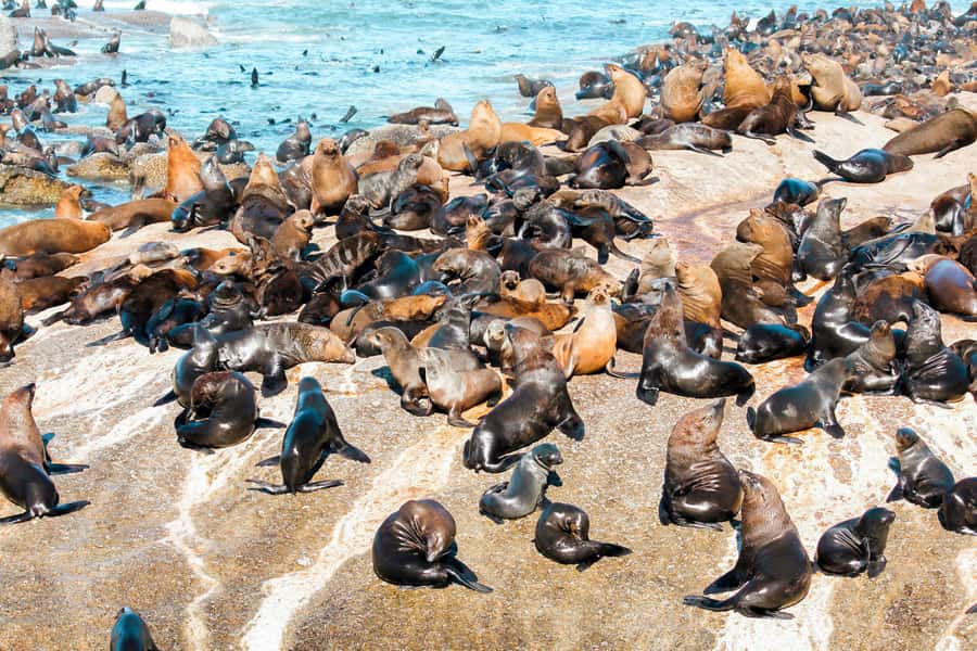 Cape Town: Robben Island Ferry Tour with 1-Way Hotel Pickup - The 45-minute ferry crossing