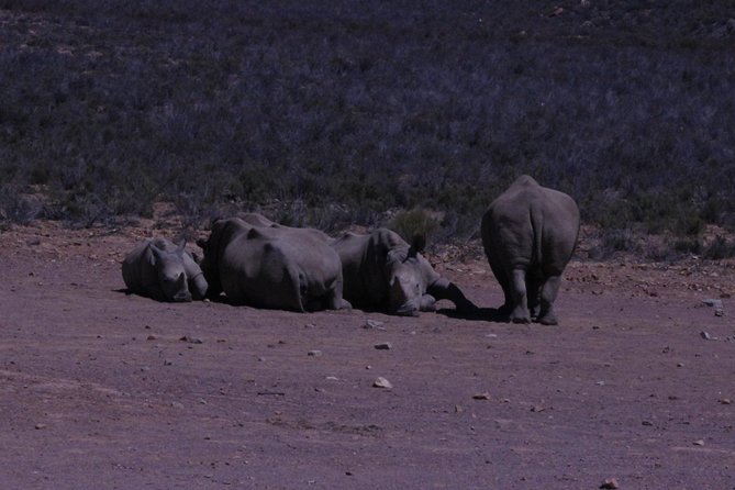 Cape Town Safari Big 5 experience all inclusive - The ride to Aquila Game Reserve