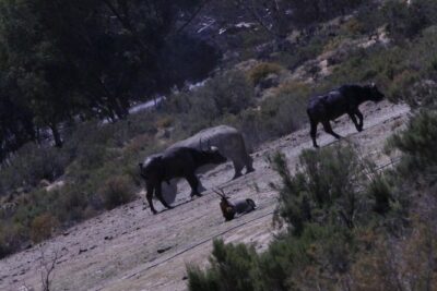 Cape Town Safari Big 5 experience all inclusive