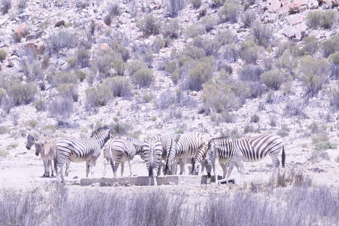 Cape Town Safari Big 5 experience all inclusive - Lunch after the safari