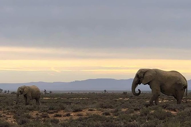 Cape Town Safari Transfers - Key points to know before booking