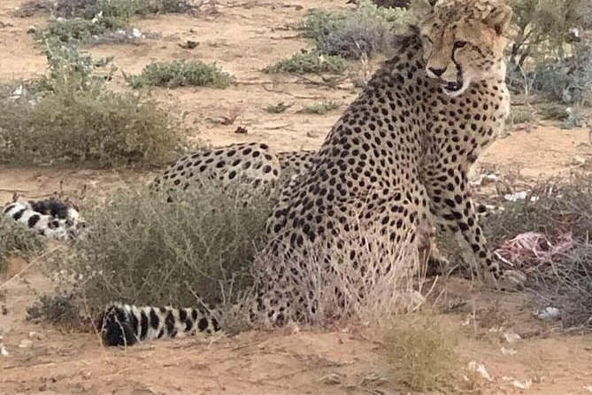 Cape Town Safari Transfers - The early Cape Town pickup