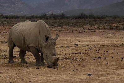 Cape Town Safari Transfers