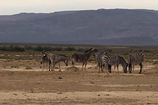 Cape Town Safari Transfers - What makes the private format useful