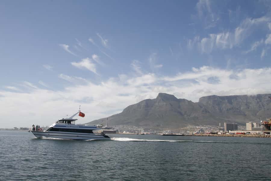 Cape Town: Scenic 1-Hour Coastal Catamaran Cruise - Marine life sightings and realistic expectations