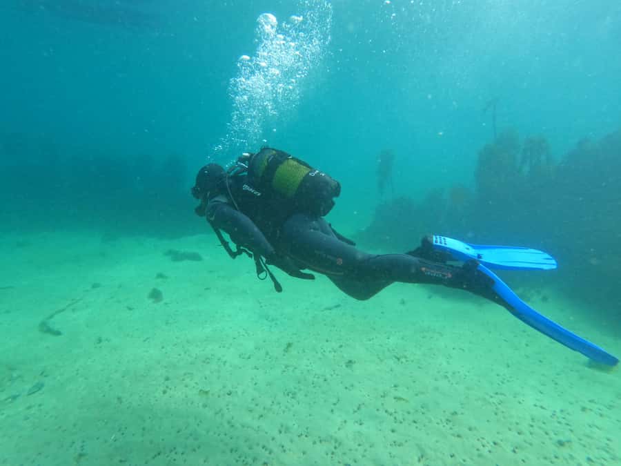 Cape Town: Scuba Diving Experience for Beginners - Should You Book This Experience?
