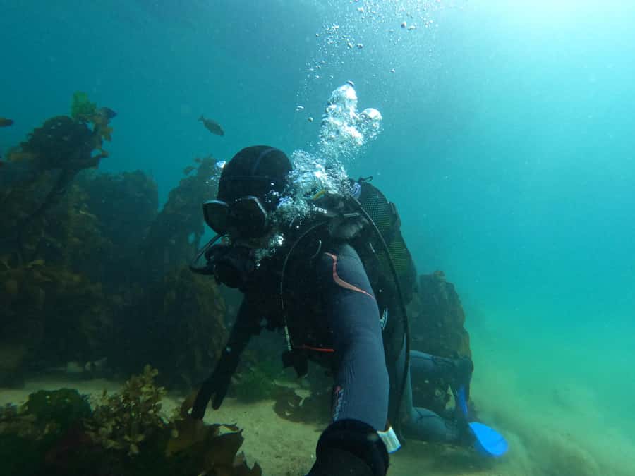 Cape Town: Scuba Diving Experience for Beginners - Is $112 Good Value for a Beginner?