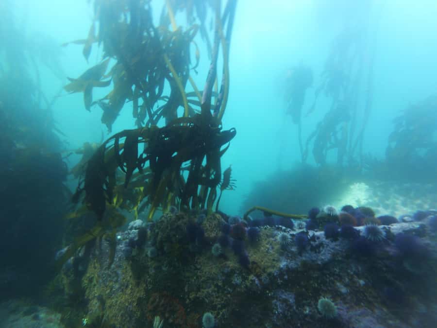 Cape Town: Scuba Diving Experience for Beginners - Who Should Book This Cape Town Sea Experience?