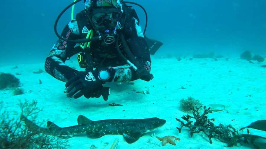 Cape Town: Scuba Diving Experience for Beginners - The Practical Details That Matter Most