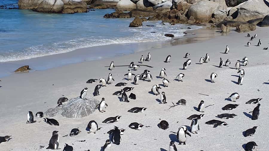 Cape Town: Seal Island, Cape of Good Hope& Penguins Private - Key points to know before booking