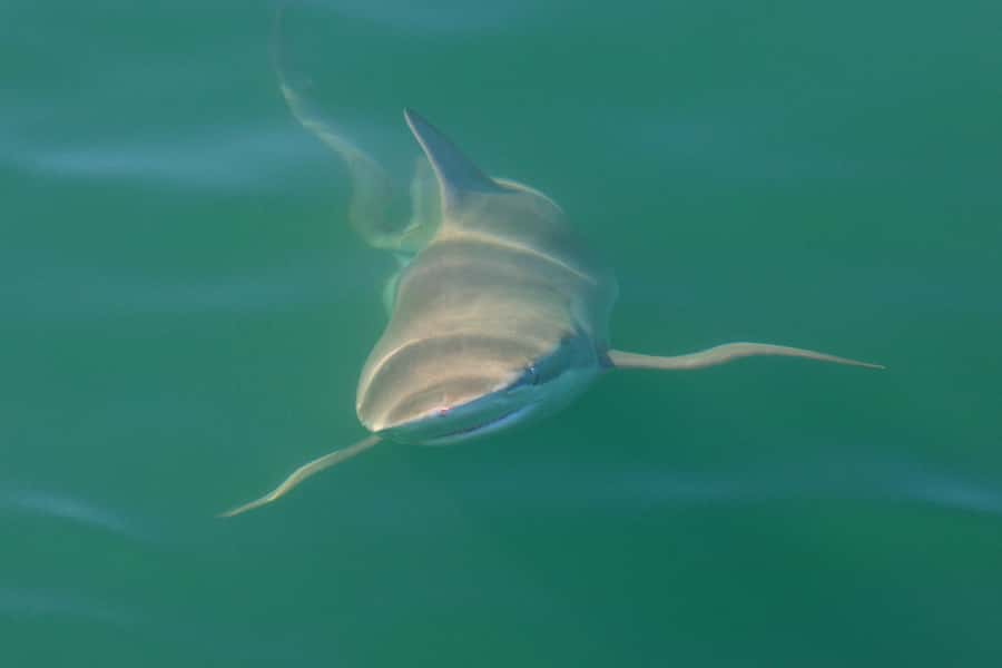 Cape Town: Shark Cage Dive - Key points to know before you go