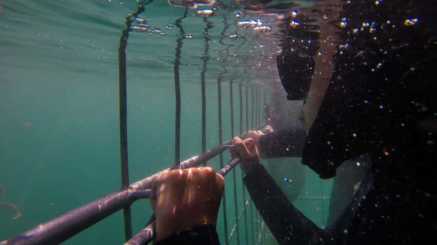 Cape Town: Shark Cage Dive - Why False Bay makes a strong setting