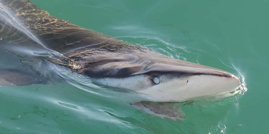 Cape Town: Shark Cage Dive - The safety briefing and boat ride