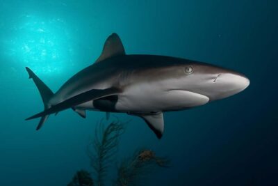 Shark Cage Dive