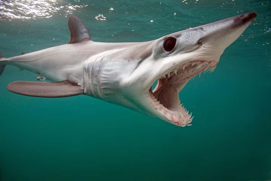Cape Town: Shark Cage Dive - What the bronze whaler encounter is like