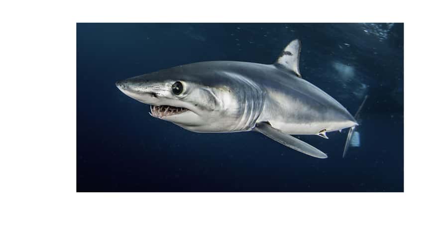 Cape Town: Shark Cage Dive - Who should book this experience