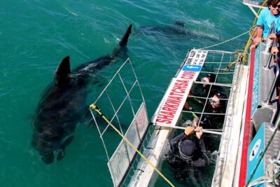 Shark Cage Diving & Penguins Tour to Gansbaai with private transfers