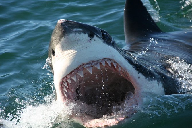 Cape Town: Shark Cage Diving & Penguins Tour to Gansbaai with private transfers - Sharks, orcas, and the Mossel Bay change