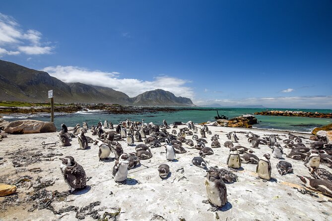 Cape Town: Shark Cage Diving & Penguins Tour to Gansbaai with private transfers - Stony Point Penguin Colony adds balance