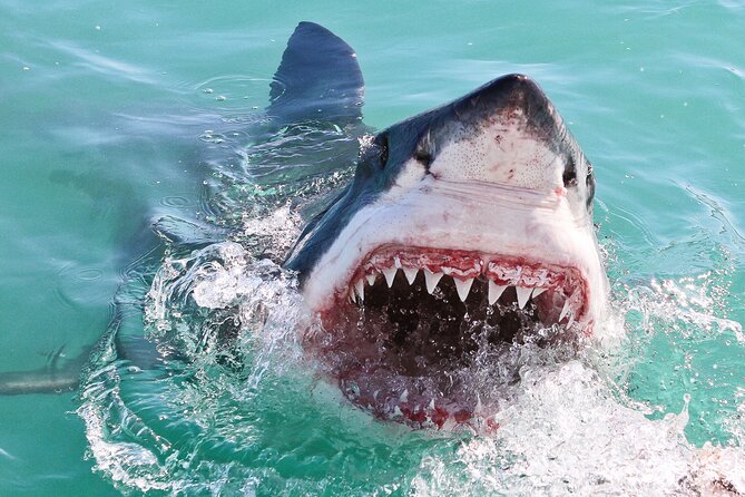 Cape Town: Shark Cage Diving & Penguins Tour to Gansbaai with private transfers - What the $282.22 price includes