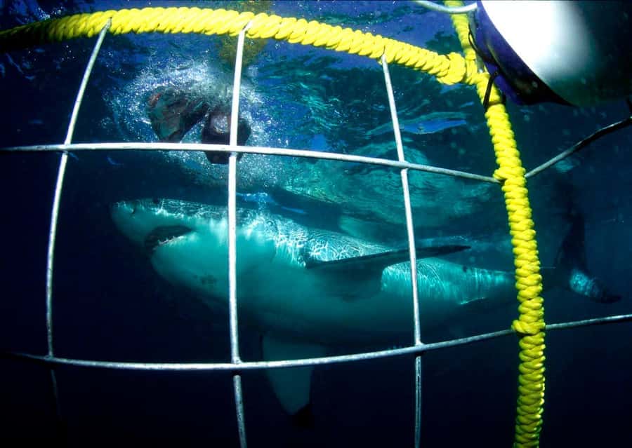 Cape Town: Shark Cage Diving Tour (with Breakfast & Lunch) - What Makes This Shark Cage Trip Worth Considering
