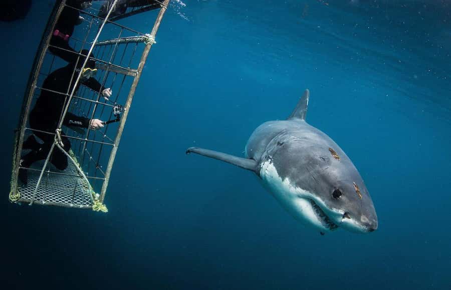 Cape Town: Shark Cage Diving Tour (with Breakfast & Lunch) - The Early Start From Cape Town