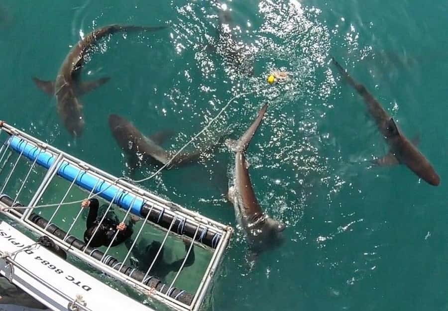 Cape Town: Shark Cage Diving Tour (with Breakfast & Lunch) - Boat Ride to Shark Alley