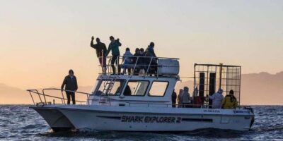Shark Cage Diving Tour (with Breakfast & Lunch)