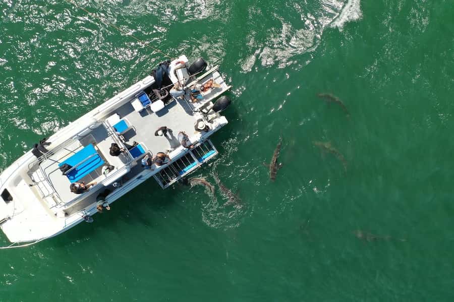 Cape Town: Shark Cage Diving Tour (with Breakfast & Lunch) - What the Cage Encounter Feels Like