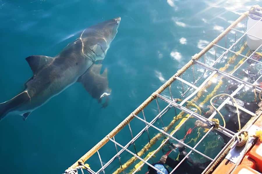 Cape Town: Shark Cage Diving Tour (with Breakfast & Lunch) - Lunch, Homemade Bread, and the Day’s Video
