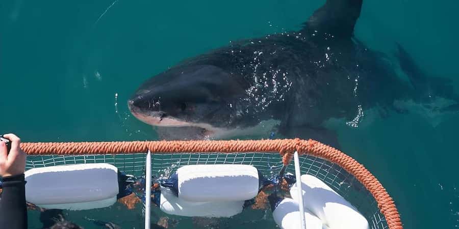 Cape Town: Shark Cage Diving Tour (with Breakfast & Lunch) - What the Crew Does Well