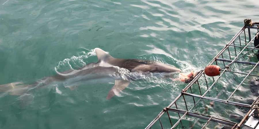 Cape Town: Shark Cage Diving Tour (with Breakfast & Lunch) - Booking Flexibility and Practical Details