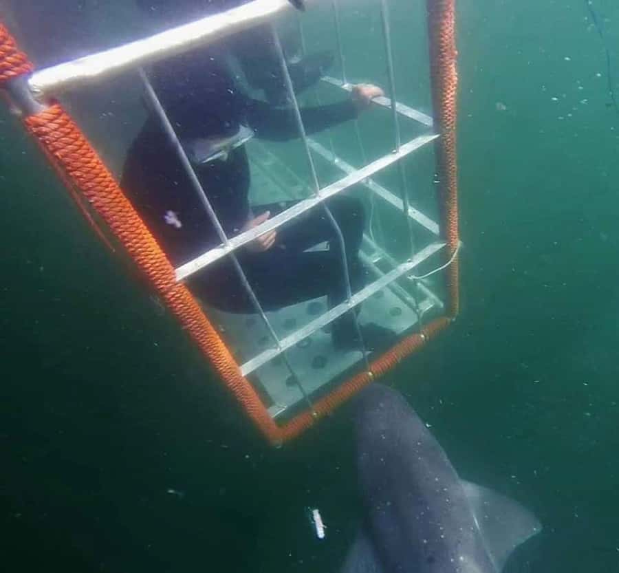 Cape Town: Shark Cage Diving with Snacks and Soft Drinks - Key points to know before booking
