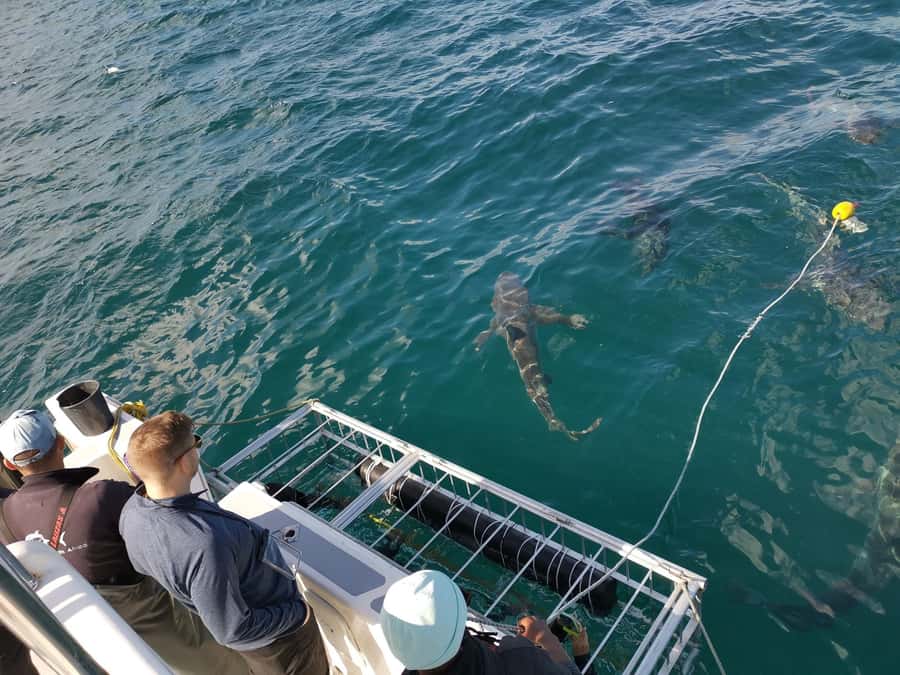 Cape Town: Shark Cage Diving with Snacks and Soft Drinks - My booking advice