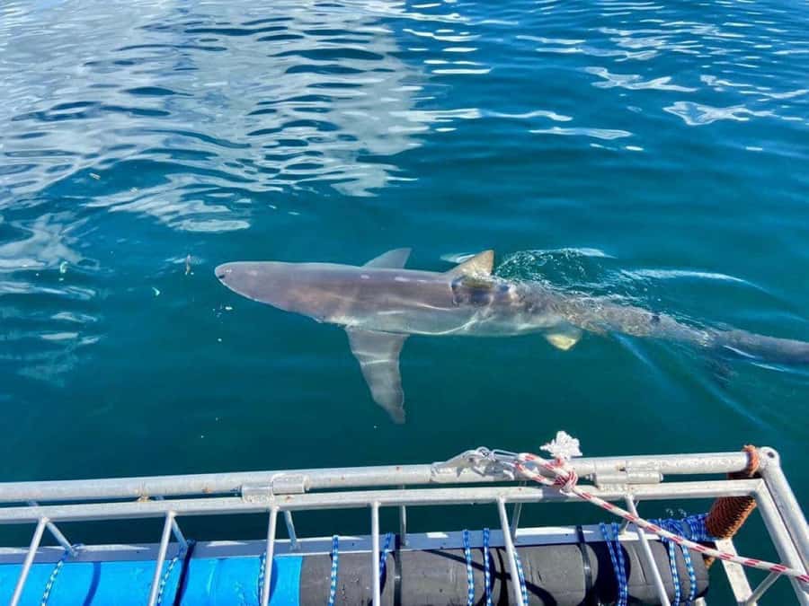 Cape Town: Shark Cage Diving with Snacks and Soft Drinks - Meeting the crew at 62 St George’s Street