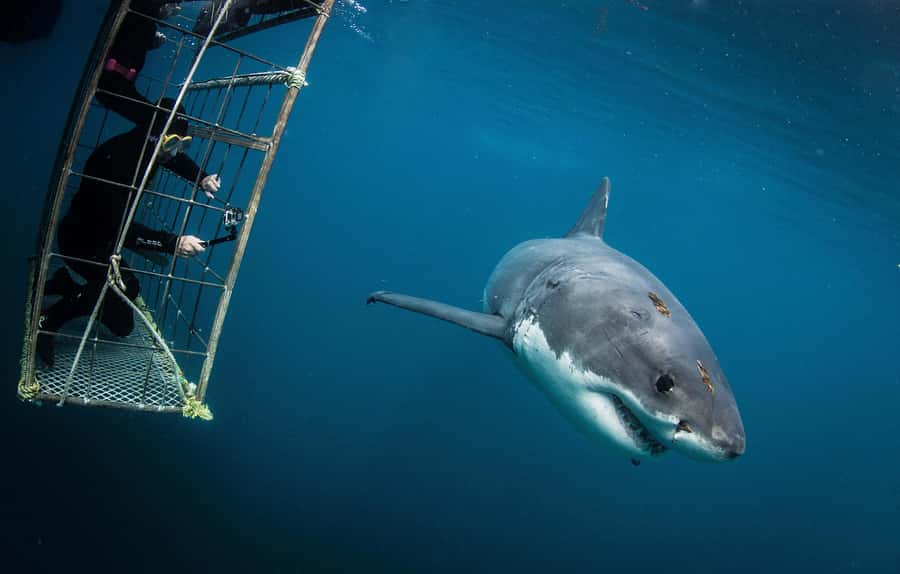 Cape Town: Shark Cage Diving with Snacks and Soft Drinks - Meeting bronze whaler sharks near the surface