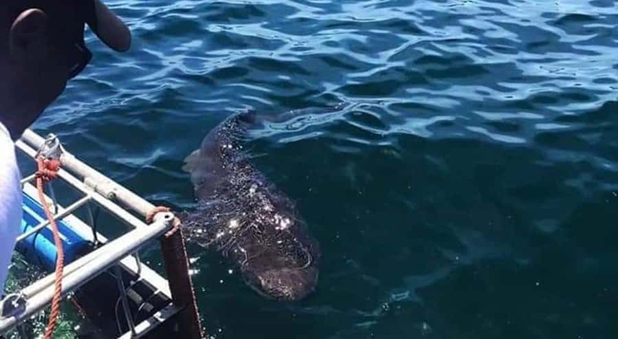 Cape Town: Shark Cage Diving with Snacks and Soft Drinks - What the cage feels like in practical terms