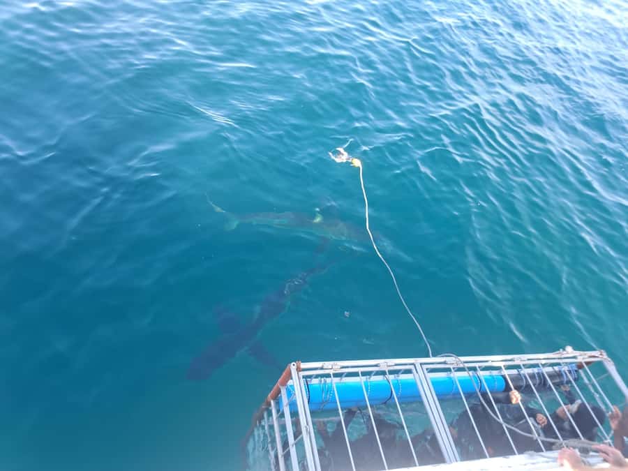 Cape Town: Shark Cage Diving with Snacks and Soft Drinks - How the $233 price measures up