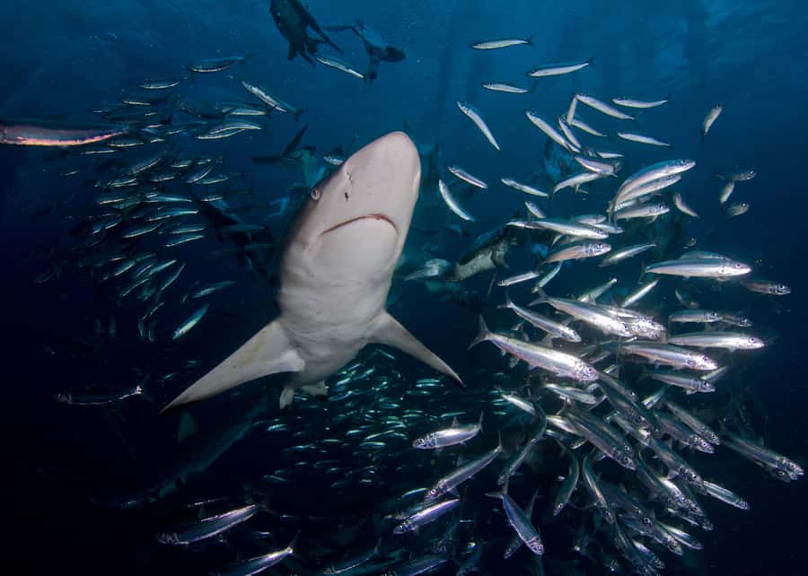 Cape Town: Shark Cage Diving with Snacks and Soft Drinks - Safety, conditions, and the honest drawbacks