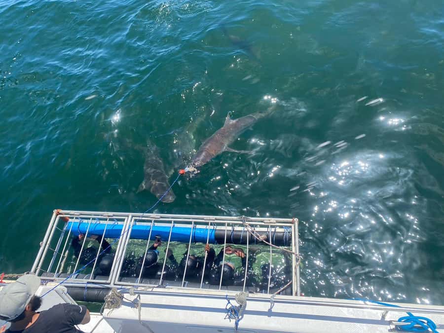 Cape Town: Shark Cage Diving with Snacks and Soft Drinks - Who will enjoy this Cape Town outing?