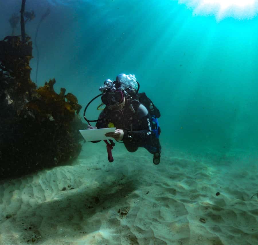 Cape Town: Shark Science SCUBA Diving Experience - Key points about this Simons Town SCUBA outing