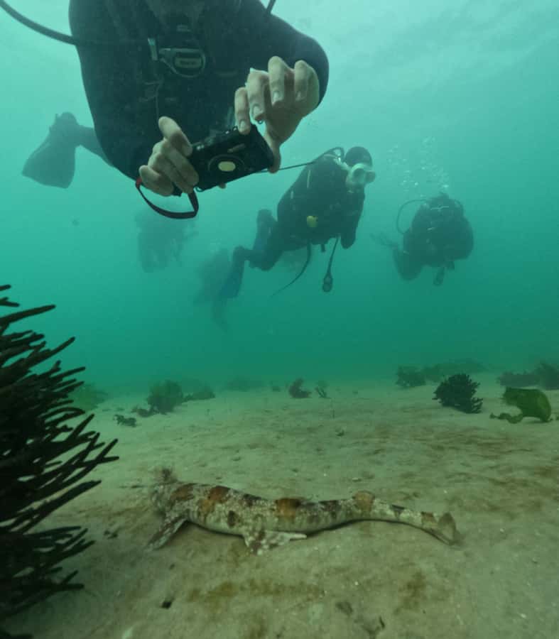 Cape Town: Shark Science SCUBA Diving Experience - Why this is more than a standard underwater tour