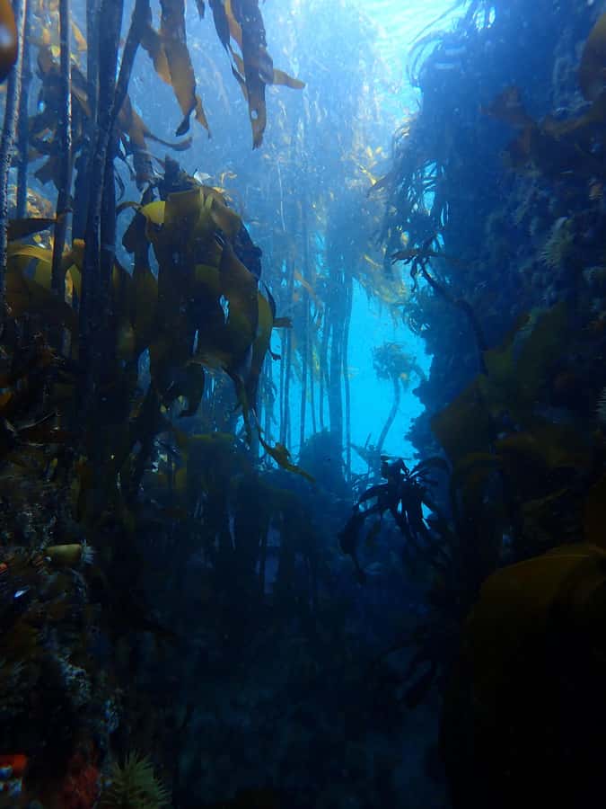 Cape Town: Shark Science SCUBA Diving Experience - The 20-minute safety briefing and equipment check
