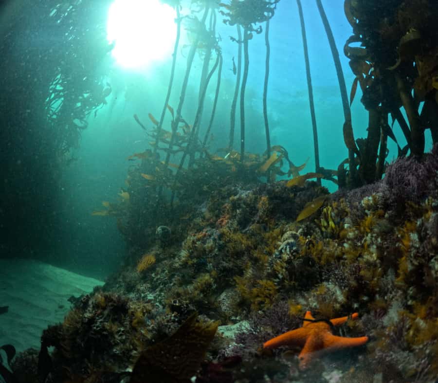 Cape Town: Shark Science SCUBA Diving Experience - How the citizen science actually helps