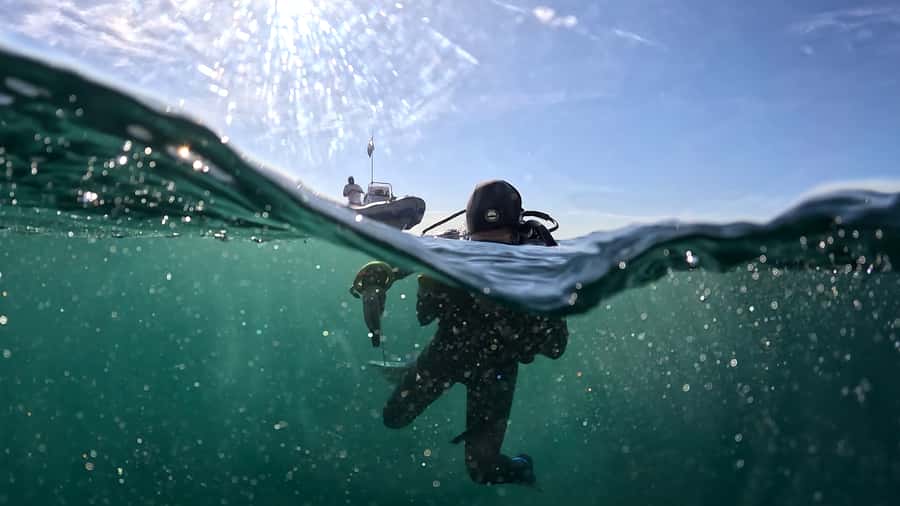Cape Town: Shark Science SCUBA Diving Experience - What the $178 price includes